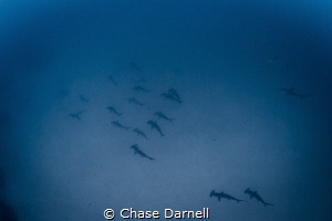 "The Armada"
A big school of Hammerheads passes undernea... by Chase Darnell 